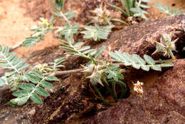 Image de Tribulus bimucronatus Viv.