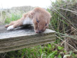 Image of Mustela nivalis vulgaris Erxleben 1777