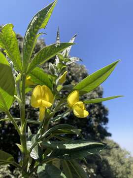 Image of Piptanthus nepalensis (Hook.) D. Don