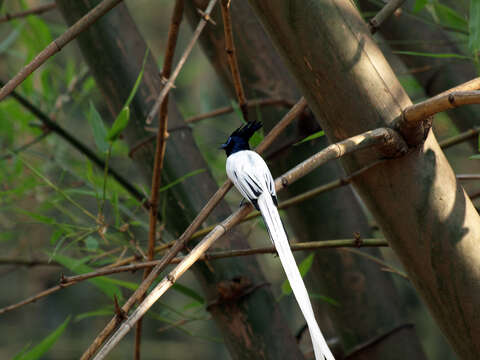 Image of Asian Paradise-Flycatcher