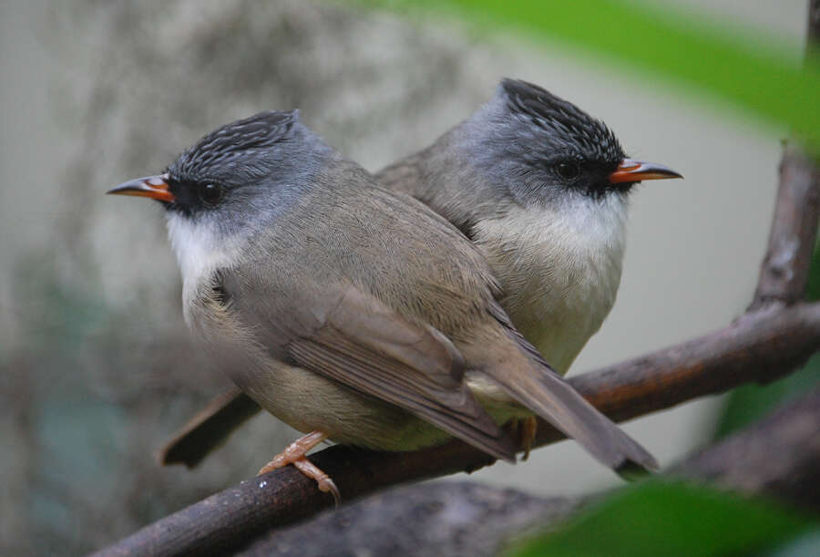 Image of Yuhina Hodgson 1836