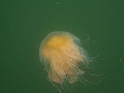 Image of Lion's Mane Jellyfish