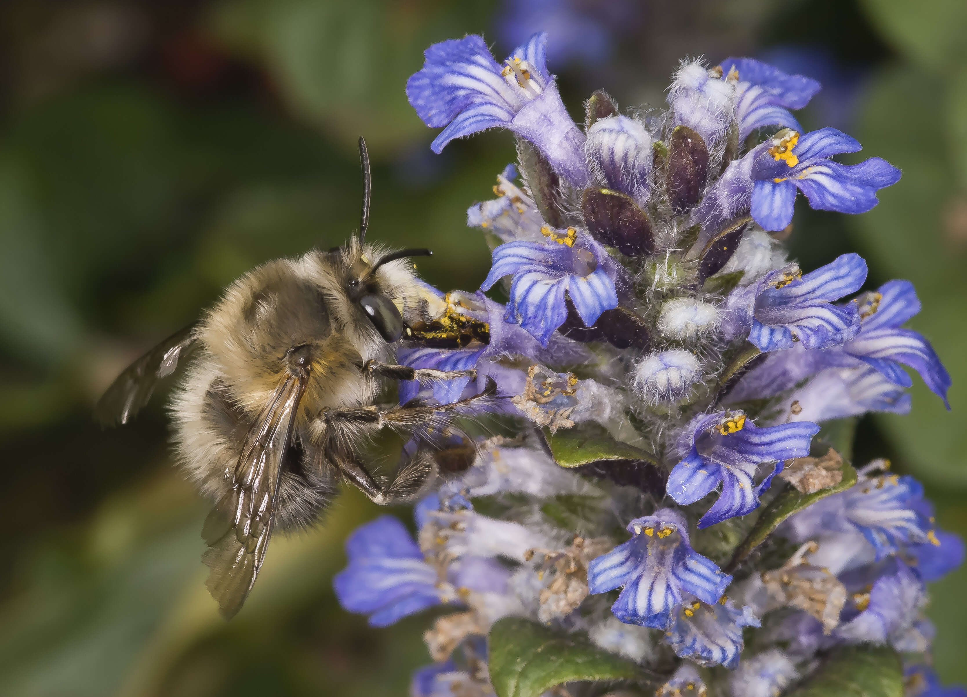 Image of Anthophora plumipes (Pallas 1772)