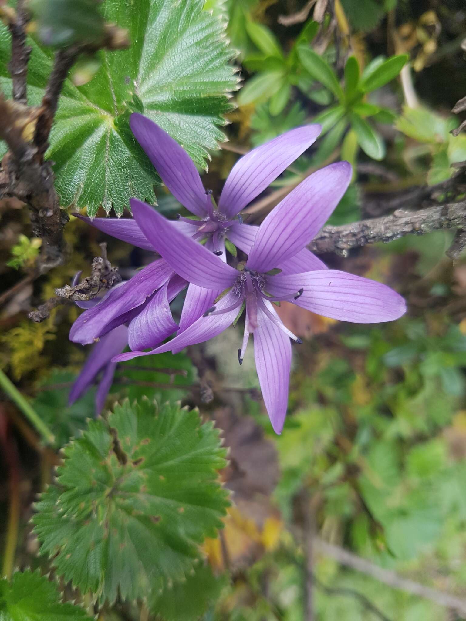 Image of Gentianella rapunculoides (Willd. ex Schultes) J. S. Pringle