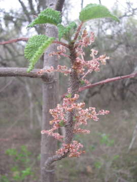 Image of Rock tree-nettle