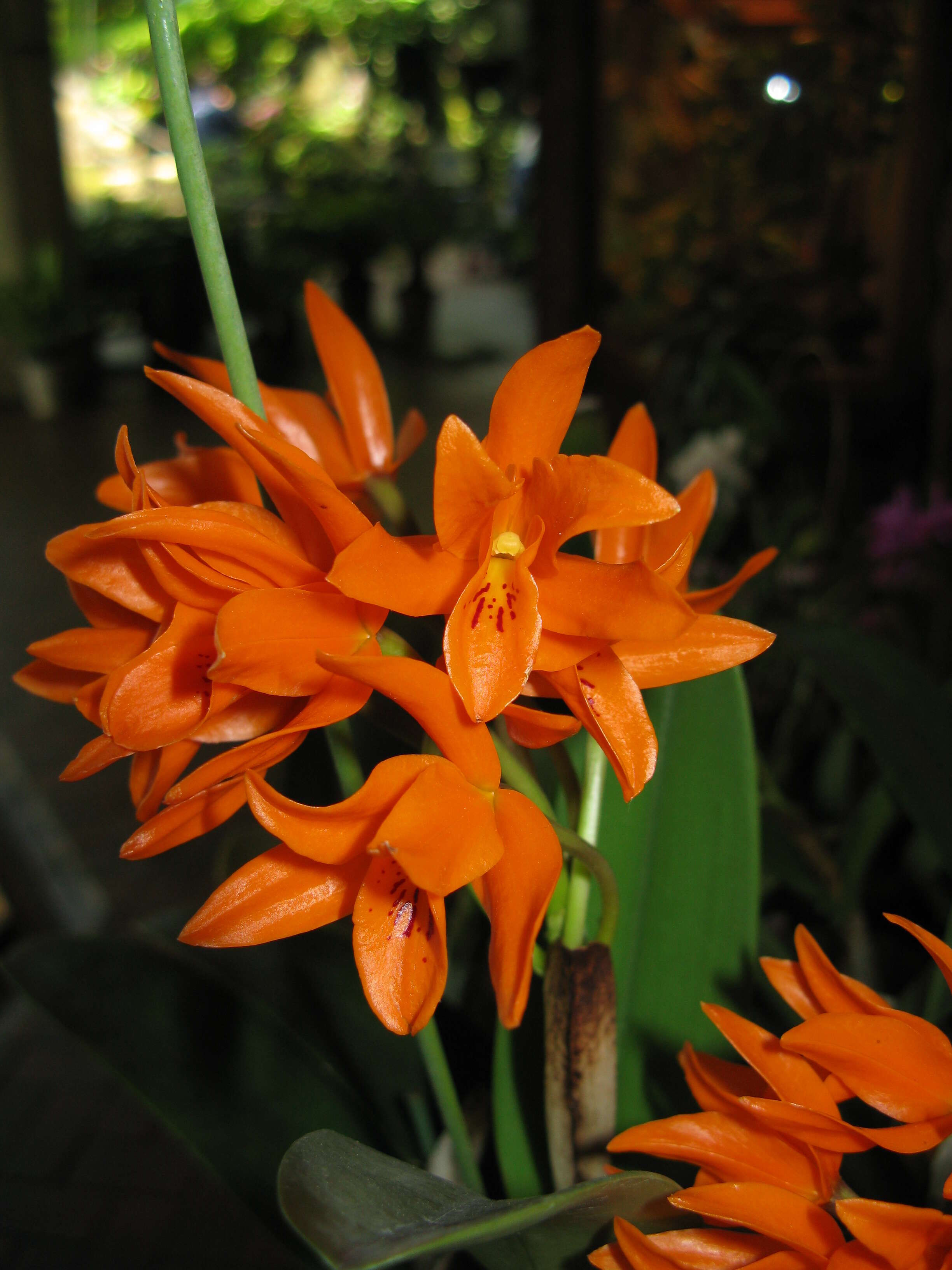 Image of Guarianthe aurantiaca (Bateman ex Lindl.) Dressler & W. E. Higgins