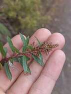 Image of Gaultheria paniculata B, L. Burtt & A. W. Hill