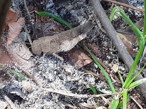 Image of Sulphur-winged Grasshopper