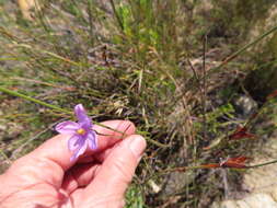 Plancia ëd Ixia micrandra Baker