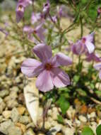 Sivun Phlox pilosa L. kuva