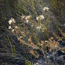 Sivun Erica cylindrica Thunb. kuva