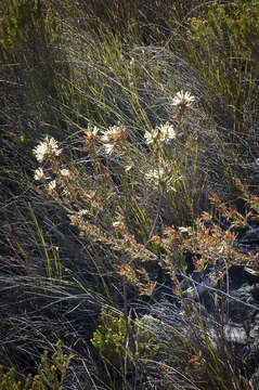 Image of Erica cylindrica Thunb.