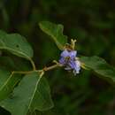 Image de Solanum asperolanatum Ruiz & Pav.