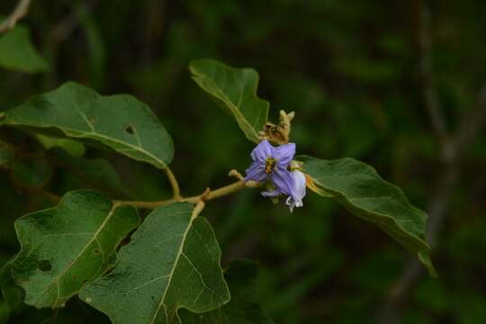 Image of devil's fig