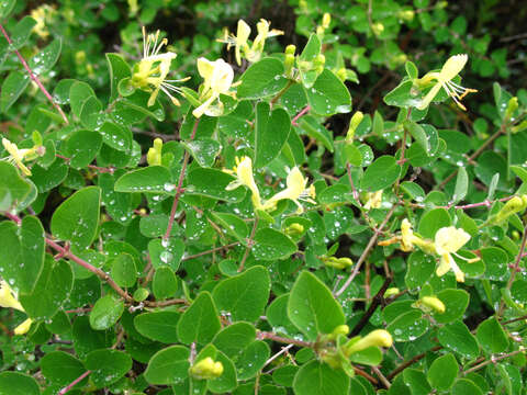 Image de Lonicera iberica M. Bieb.