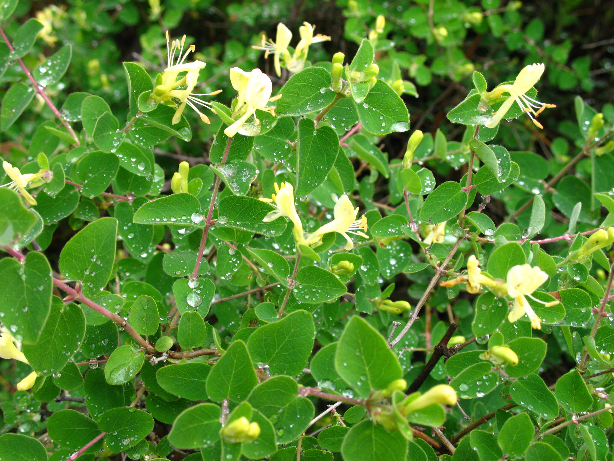 Image of Lonicera iberica M. Bieb.