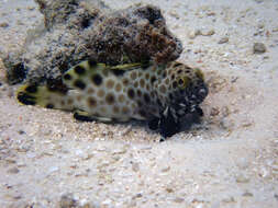 Слика од Epinephelus macrospilos (Bleeker 1855)