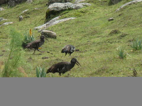 Image of Wattled Ibis