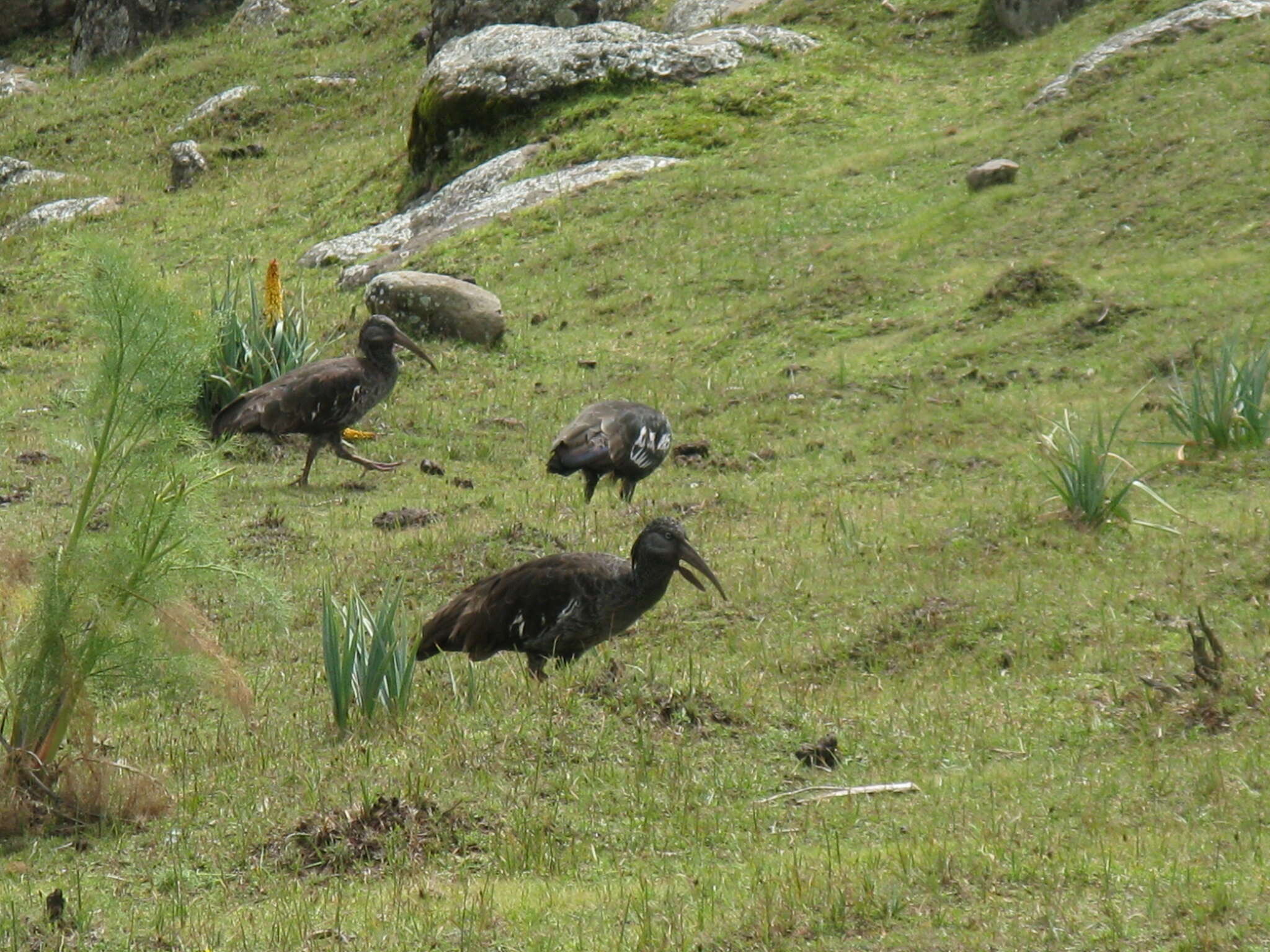 Image of Wattled Ibis