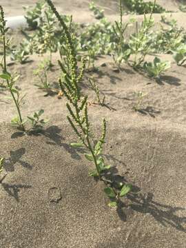 Chenopodium acuminatum Willd.的圖片