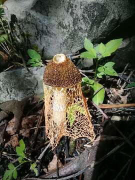 Image of Phallus haitangensis H. L. Li, P. E. Mortimer, J. C. Xu & K. D. Hyde 2016