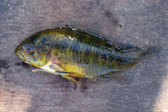 Image of Borelli's dwarf cichlid