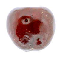 Image of Cherry drosophila