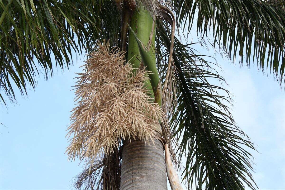 Image of Cuban Royal Palm