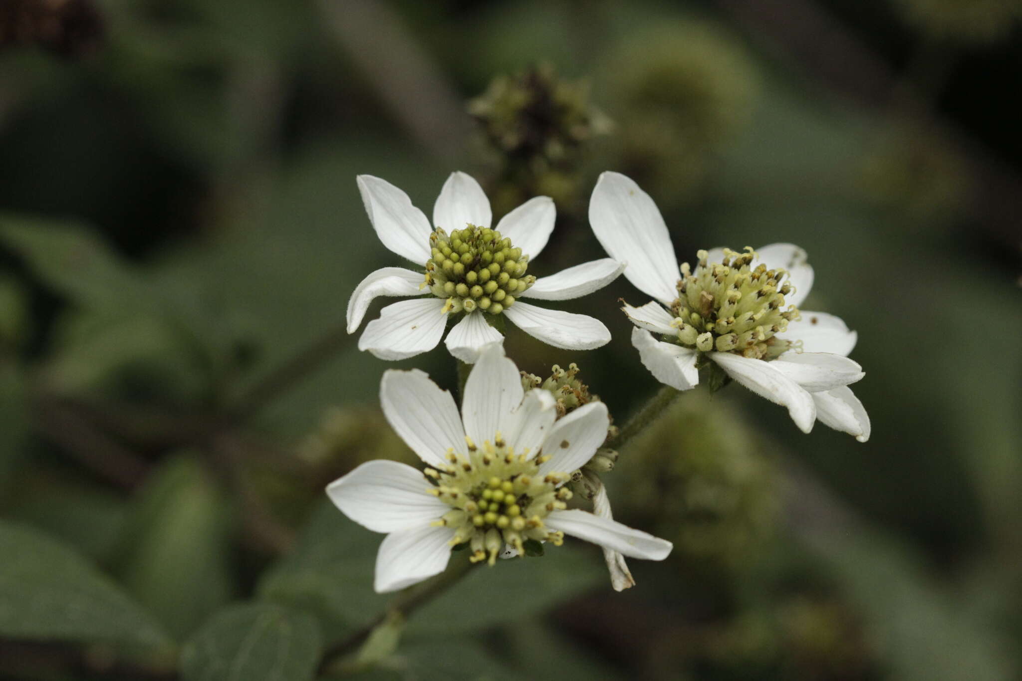 Image of Montanoa frutescens (Mairet ex DC.) Hemsl.