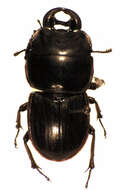 Image of Geodorcus