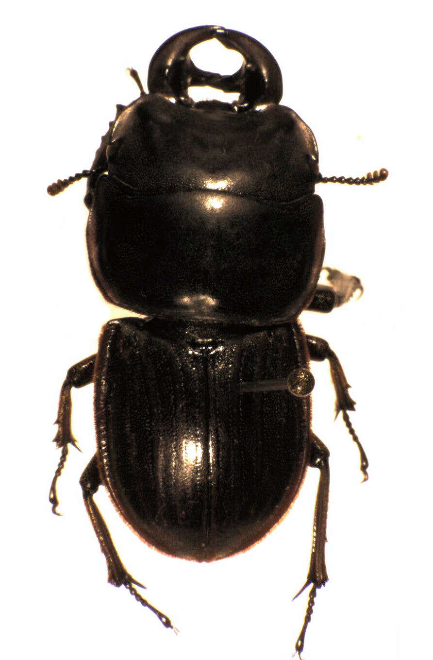 Image of Geodorcus