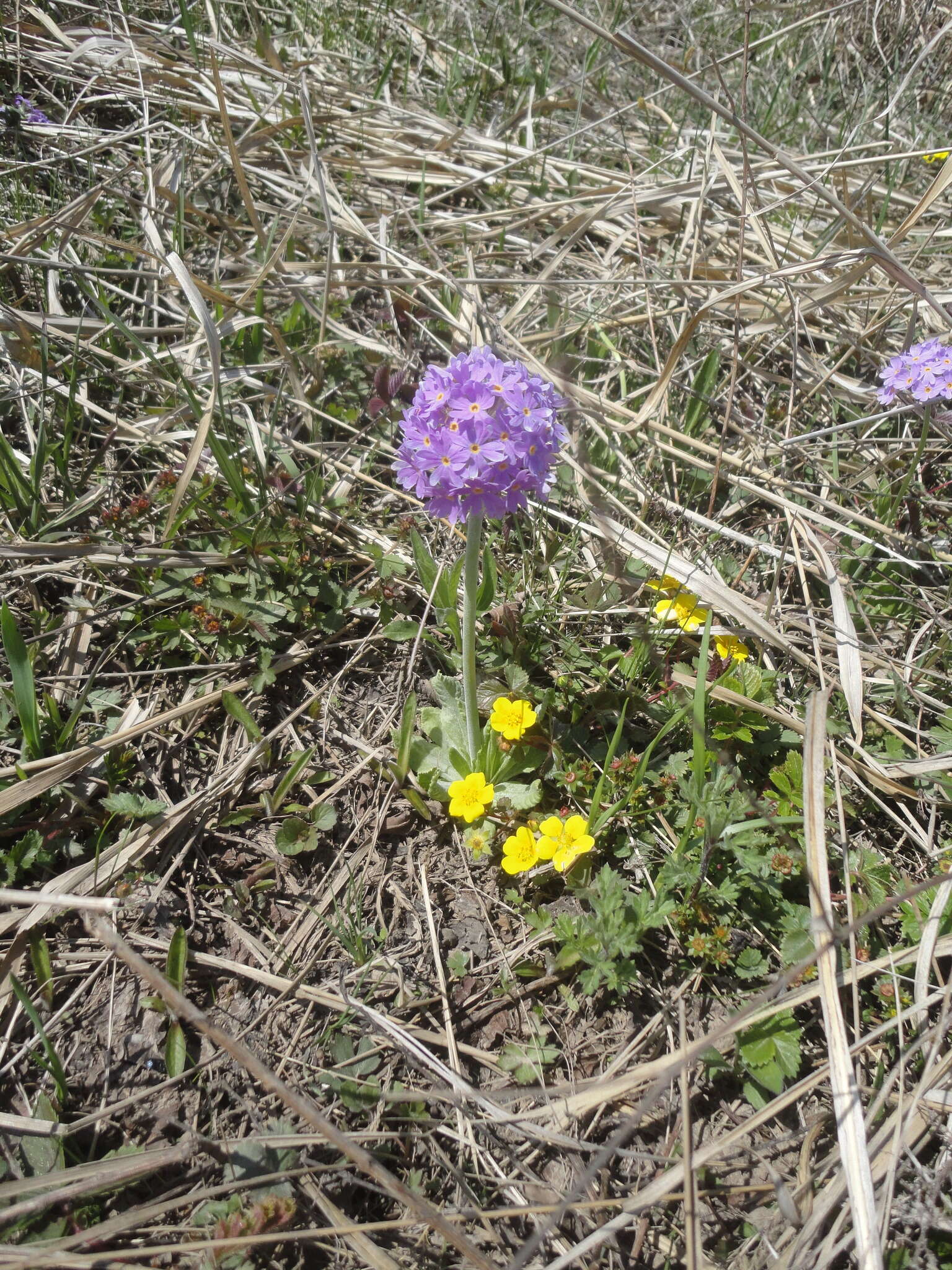 Image of Primula fistulosa Turkev.