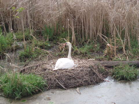 Image of Mute Swan