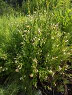 Epilobium luteum Pursh resmi