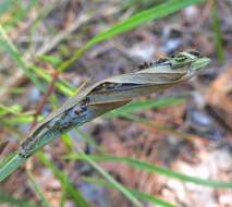 Image of Asimina webworm moth