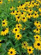 Image of orange coneflower