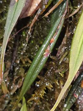 Plancia ëd Lepanthes mucronata Lindl.