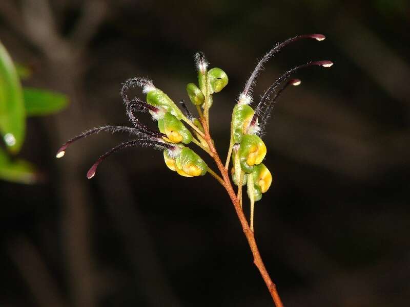 Image of Grevillea venusta R. Br.