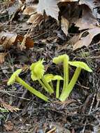 Image of Hygrocybe virescens (Hesler & A. H. Sm.) Montoya & Bandala 2007