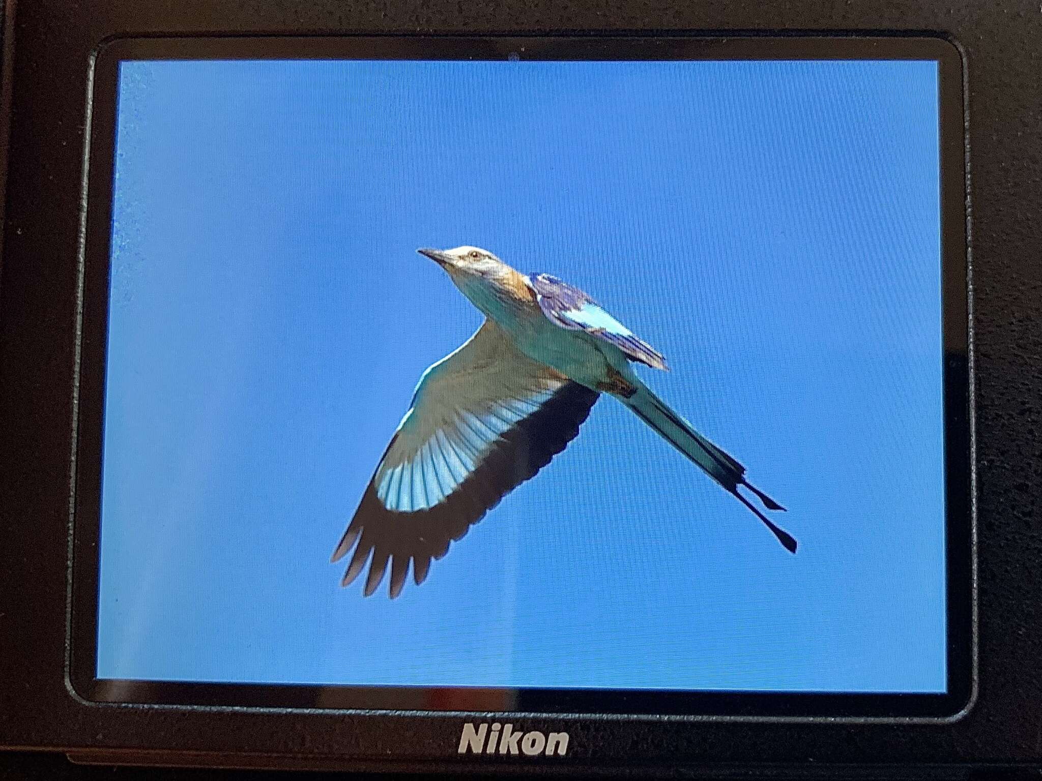 Image of Racket-tailed Roller