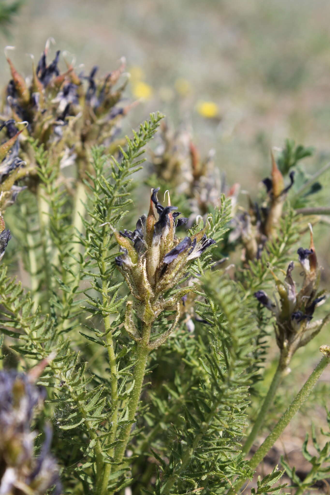 Plancia ëd Oxytropis glandulosa Turcz.