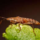 Image of sycamore seed bug