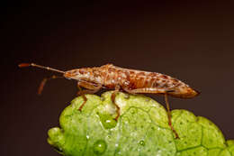 Image of sycamore seed bug