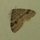 Image of Pearsall's Carpet Moth