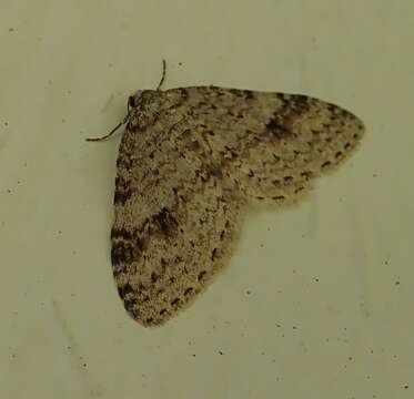 Image of Pearsall's Carpet Moth