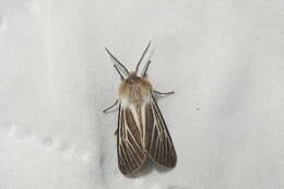 Image of Spilosoma dubia Walker 1855