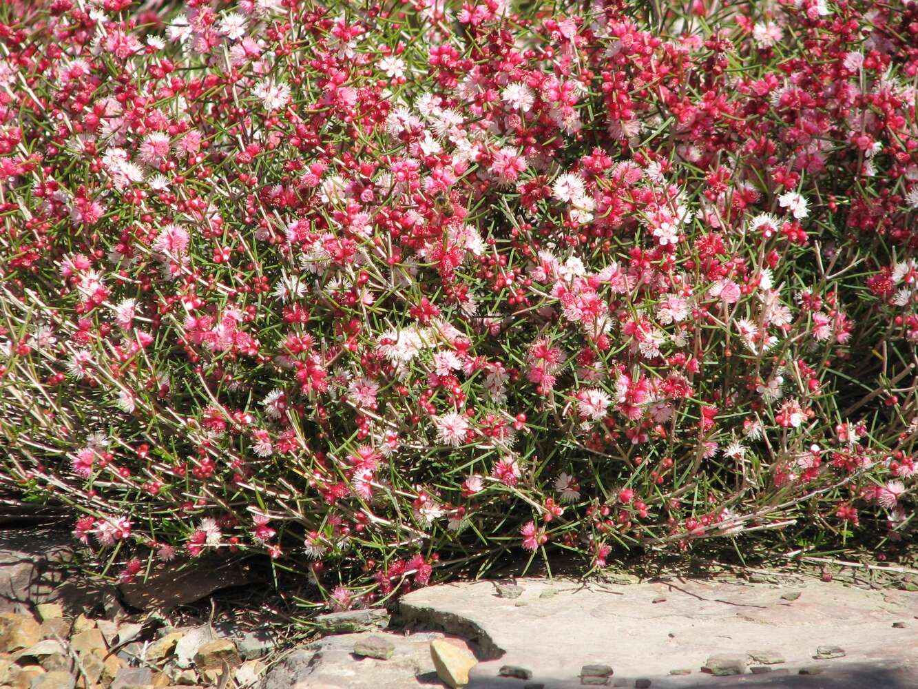 Image of Hypocalymma angustifolium Schau.