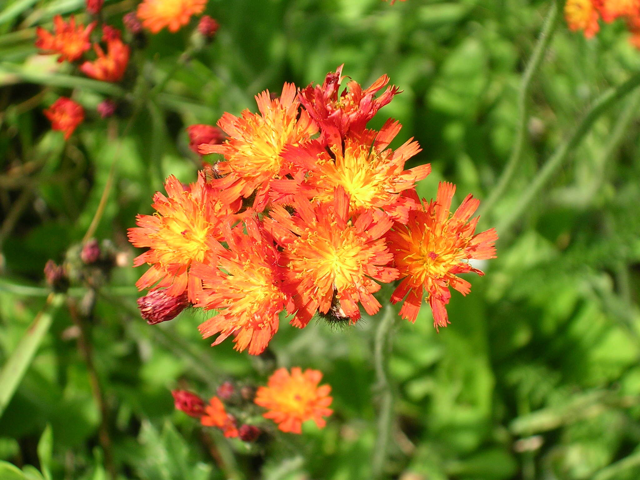 Imagem de Pilosella aurantiaca (L.) Sch. Bip., F. W. Schultz & Sch. Bip.