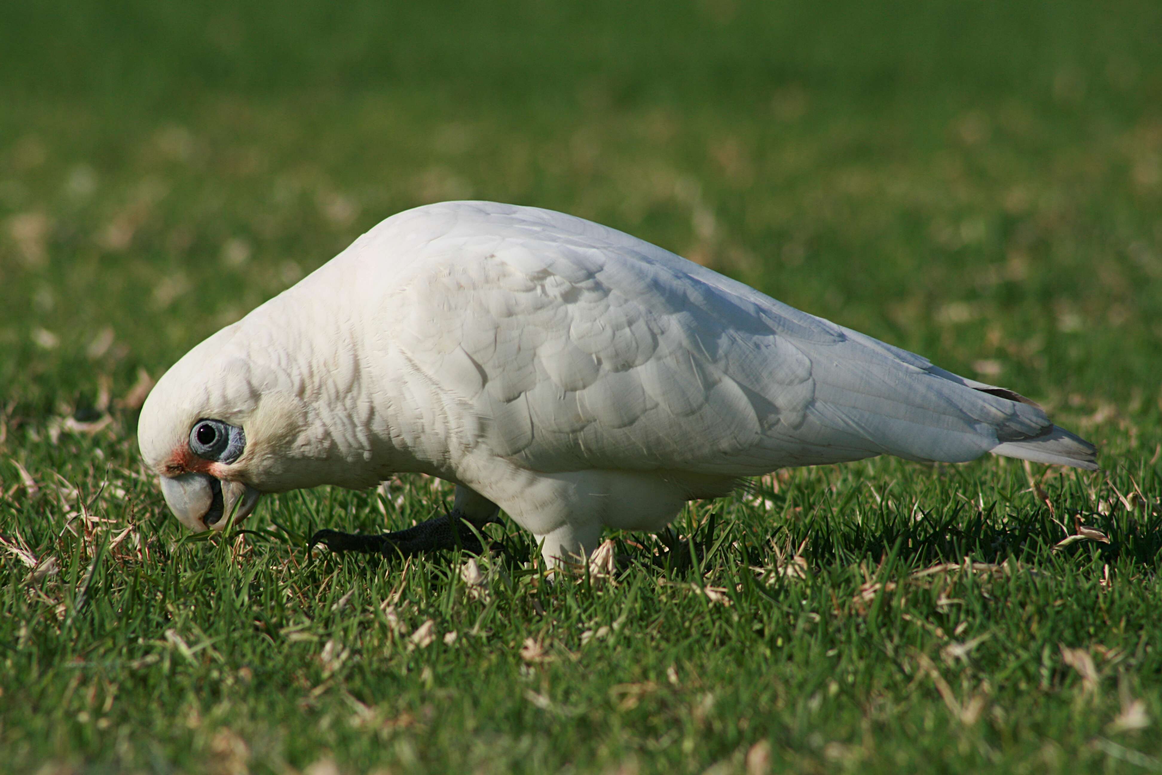 Image of Little Corella