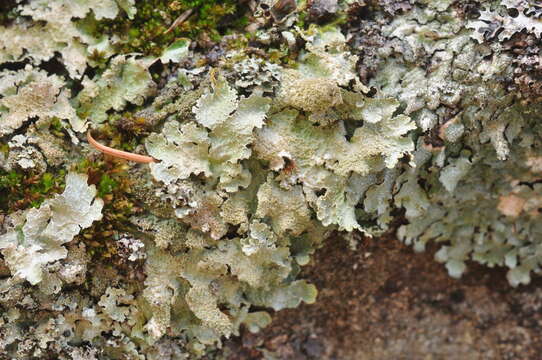 Image of shield lichen